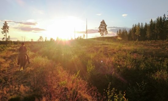 Evening ride Horses of Taiga