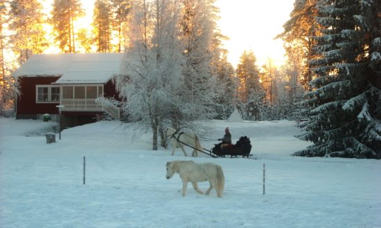 Horse sleigh at Horses of Taiga