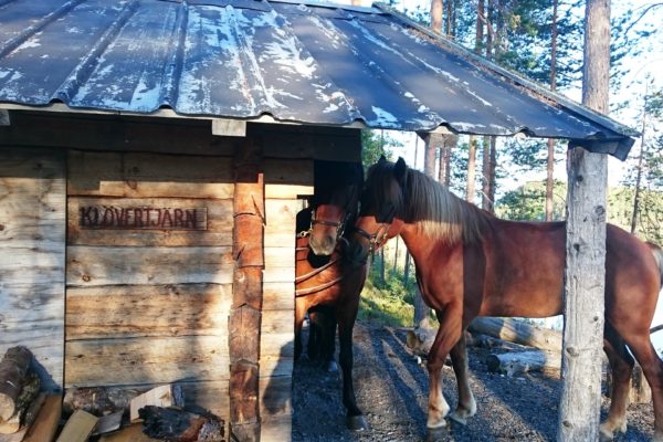 Horses break Klövertjärn