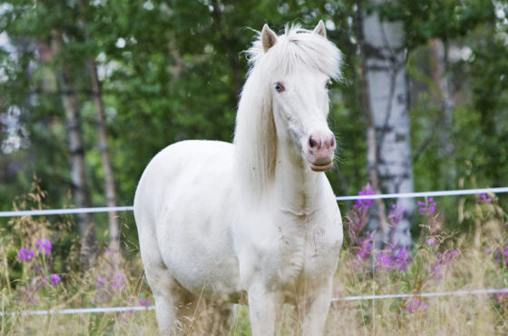 Cremello Icelandic horse Saedis