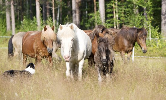 Herd of Icelandic horses in North Sweden