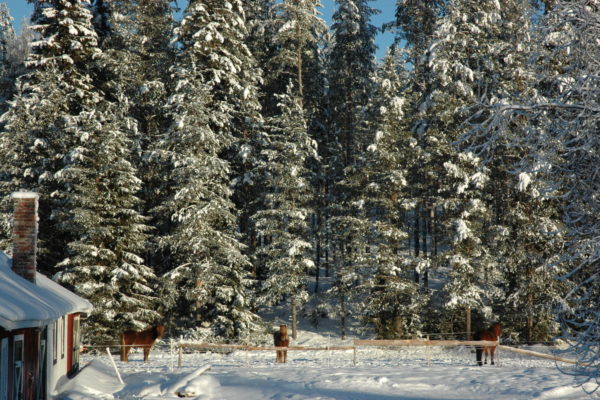 Winter farm