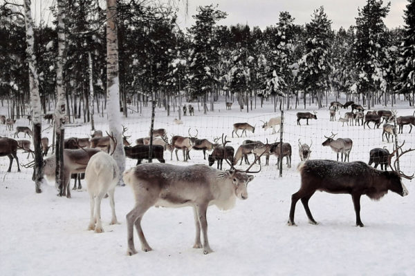 reindeers winter