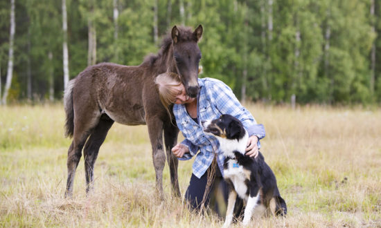 Horses of Taiga spirit