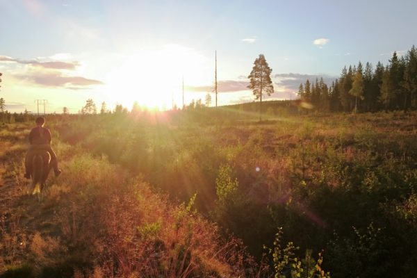 Evening ride Horses of Taiga