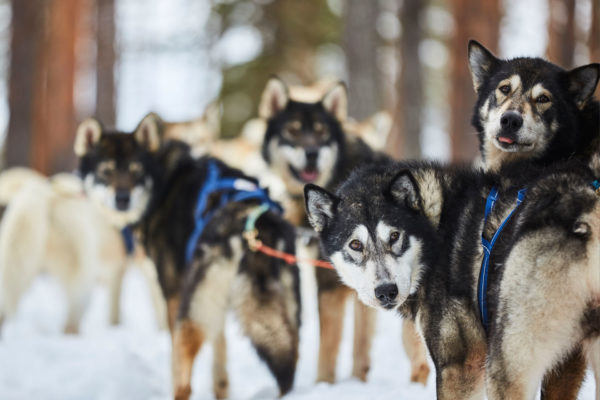 Flarken sleddogs