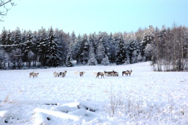 Reindeers Horses of Taiga