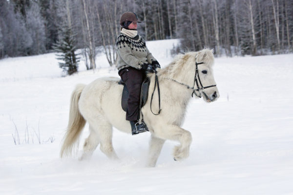 Winter horse riding in Lapland