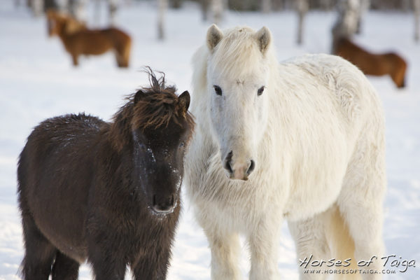 Old and yound Icelandic horses