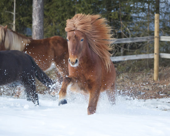 Icelandic horse Embla