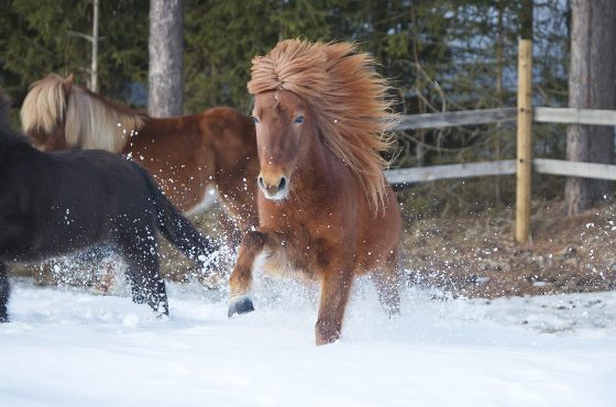 Icelandic horse Embla Icelandic horse Embla