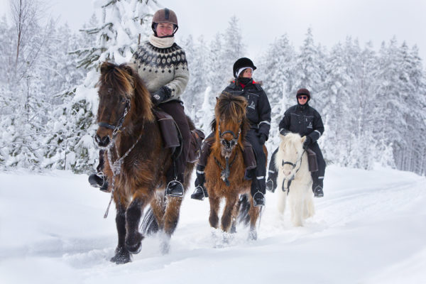 Horse adventure in Lapland