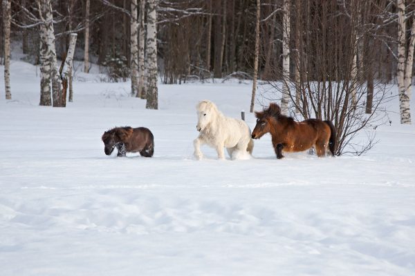 Icelandic horses herd in Lapland