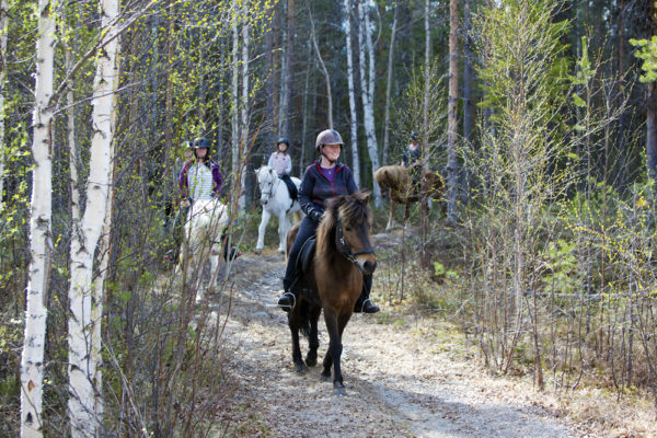 Horse riding in the Swedish forest