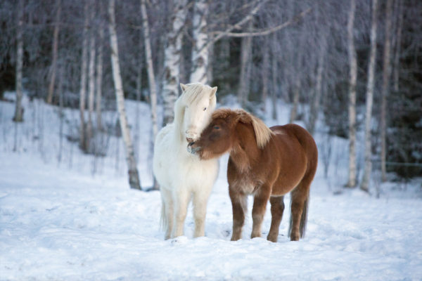 Icelandic horses in winter