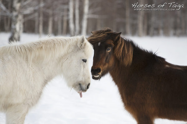 Funny Icelandic horses