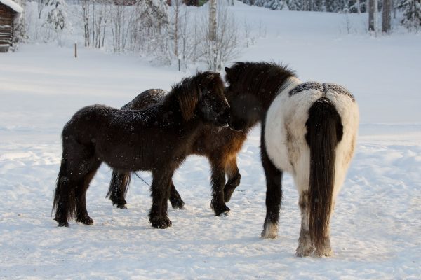 Icelandic horses family