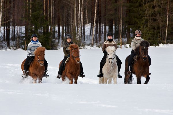 Icelandic horses in Lapland