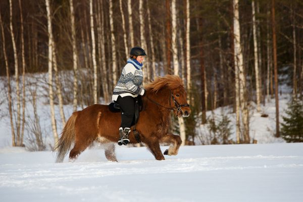 Gallop with Sólfari