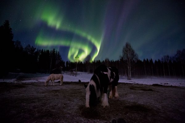Horses and northern lights