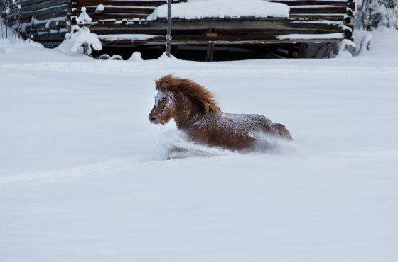 Snow warrier