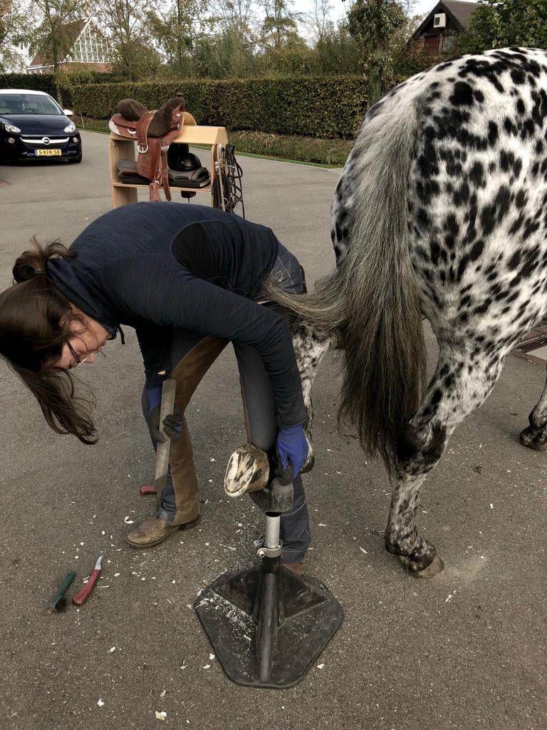 Hoof care Horses of Taiga