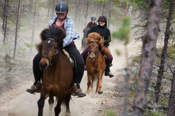 Gallop in Sweden