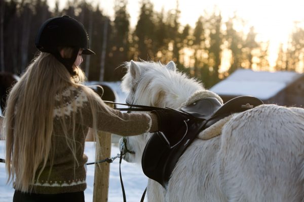 Saddling an Icelandic horse